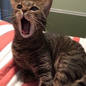 Meet your Posher, Amy